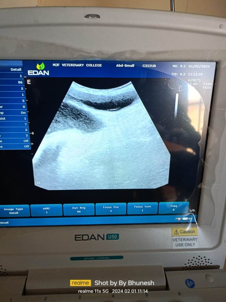 Case of Canine PYOMETRA at MJFCVS on Dated  01.02.2024